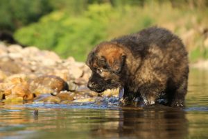 altdeutsche-shaferhunde-comme-chiens-et-loups0063