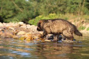 altdeutsche-shaferhunde-comme-chiens-et-loups0064