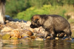 altdeutsche-shaferhunde-comme-chiens-et-loups0065