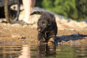 altdeutsche-shaferhunde-comme-chiens-et-loups0066