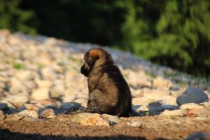 altdeutsche-shaferhunde-comme-chiens-et-loups0067