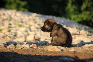 altdeutsche-shaferhunde-comme-chiens-et-loups0068