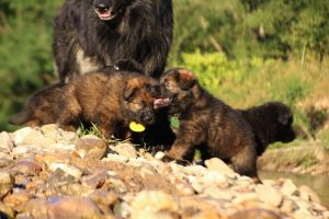 altdeutsche-shaferhunde-comme-chiens-et-loups0069