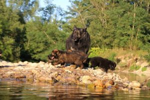 altdeutsche-shaferhunde-comme-chiens-et-loups0070