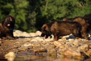 altdeutsche-shaferhunde-comme-chiens-et-loups0071