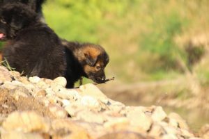 altdeutsche-shaferhunde-comme-chiens-et-loups0072