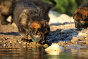 altdeutsche-shaferhunde-comme-chiens-et-loups0073