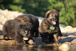 altdeutsche-shaferhunde-comme-chiens-et-loups0074