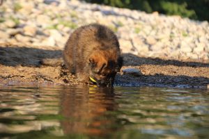 altdeutsche-shaferhunde-comme-chiens-et-loups0075