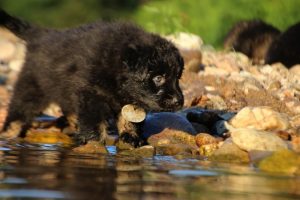 altdeutsche-shaferhunde-comme-chiens-et-loups0076