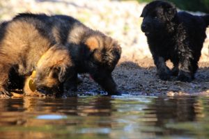 altdeutsche-shaferhunde-comme-chiens-et-loups0077