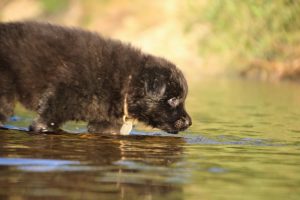 altdeutsche-shaferhunde-comme-chiens-et-loups0078