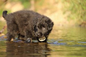 altdeutsche-shaferhunde-comme-chiens-et-loups0079