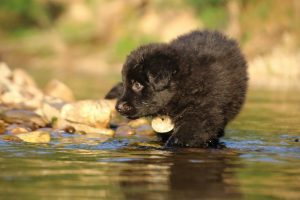 altdeutsche-shaferhunde-comme-chiens-et-loups0080