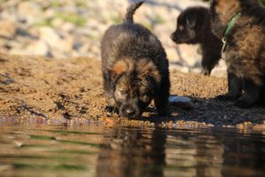 altdeutsche-shaferhunde-comme-chiens-et-loups0081