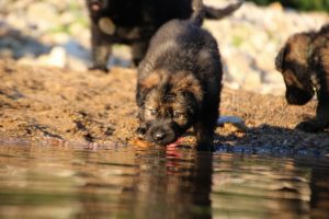 altdeutsche-shaferhunde-comme-chiens-et-loups0082