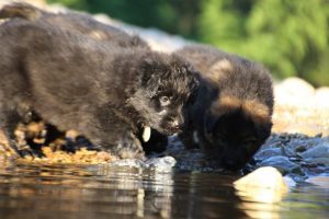 altdeutsche-shaferhunde-comme-chiens-et-loups0083