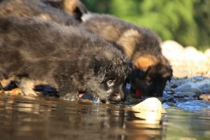 altdeutsche-shaferhunde-comme-chiens-et-loups0084