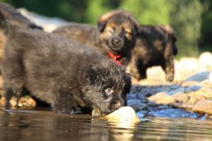 altdeutsche-shaferhunde-comme-chiens-et-loups0085