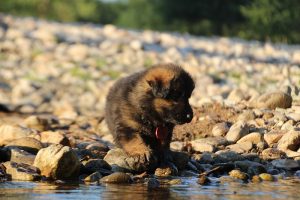 altdeutsche-shaferhunde-comme-chiens-et-loups0086