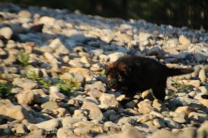 altdeutsche-shaferhunde-comme-chiens-et-loups0087