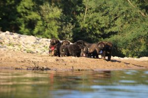 altdeutsche-shaferhunde-comme-chiens-et-loups0088