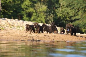 altdeutsche-shaferhunde-comme-chiens-et-loups0089