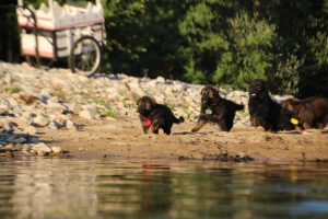 altdeutsche-shaferhunde-comme-chiens-et-loups0090