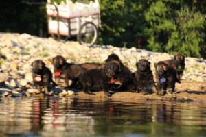 altdeutsche-shaferhunde-comme-chiens-et-loups0091