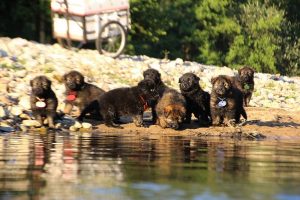 altdeutsche-shaferhunde-comme-chiens-et-loups0092