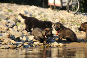 altdeutsche-shaferhunde-comme-chiens-et-loups0093