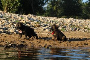 altdeutsche-shaferhunde-comme-chiens-et-loups0094