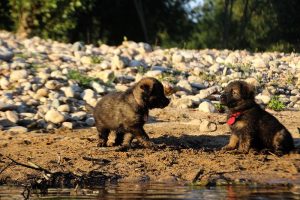 altdeutsche-shaferhunde-comme-chiens-et-loups0095