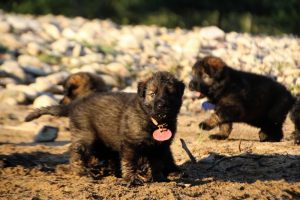 altdeutsche-shaferhunde-comme-chiens-et-loups0096