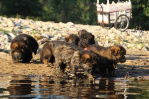 altdeutsche-shaferhunde-comme-chiens-et-loups0097