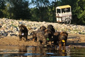 altdeutsche-shaferhunde-comme-chiens-et-loups0098