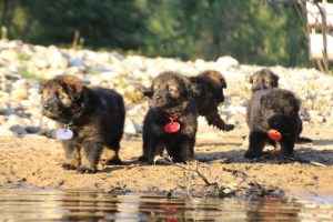 altdeutsche-shaferhunde-comme-chiens-et-loups0100