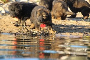 altdeutsche-shaferhunde-comme-chiens-et-loups0101