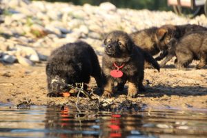 altdeutsche-shaferhunde-comme-chiens-et-loups0102