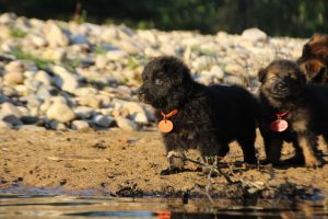 altdeutsche-shaferhunde-comme-chiens-et-loups0103