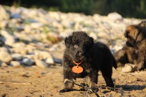 altdeutsche-shaferhunde-comme-chiens-et-loups0104