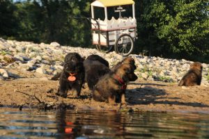 altdeutsche-shaferhunde-comme-chiens-et-loups0105