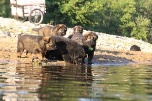 altdeutsche-shaferhunde-comme-chiens-et-loups0106