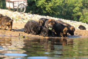 altdeutsche-shaferhunde-comme-chiens-et-loups0107