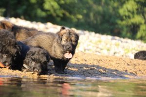 altdeutsche-shaferhunde-comme-chiens-et-loups0108