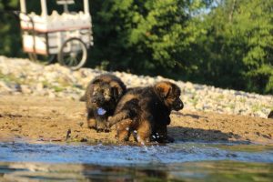 altdeutsche-shaferhunde-comme-chiens-et-loups0110