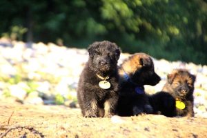 altdeutsche-shaferhunde-comme-chiens-et-loups0113