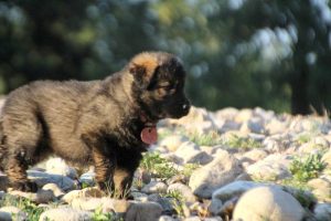 altdeutsche-shaferhunde-comme-chiens-et-loups0114