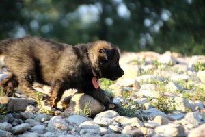 altdeutsche-shaferhunde-comme-chiens-et-loups0118