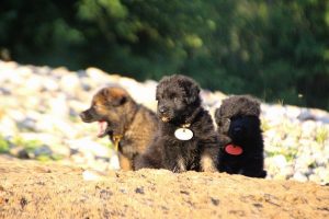 altdeutsche-shaferhunde-comme-chiens-et-loups0119